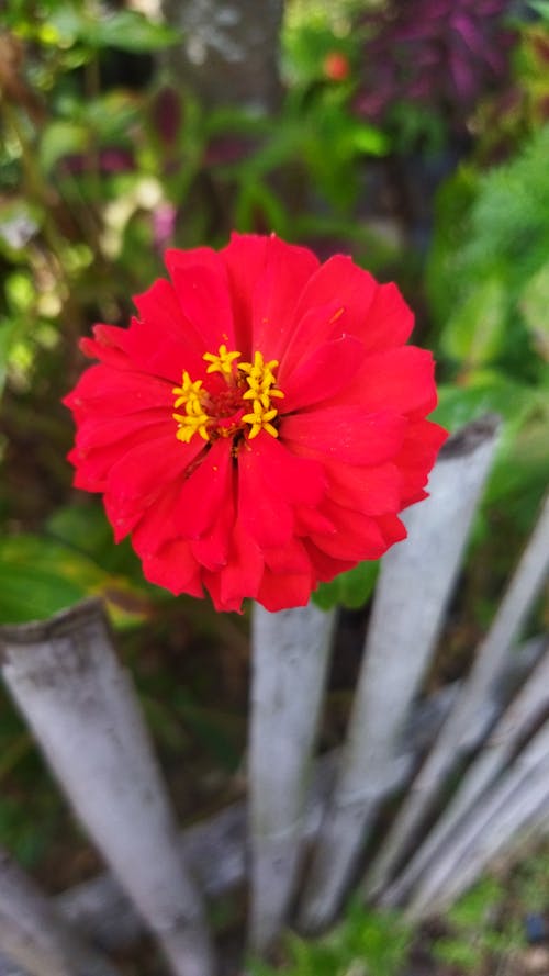 Základová fotografie zdarma na téma červená kytka, krásná květina, kytka