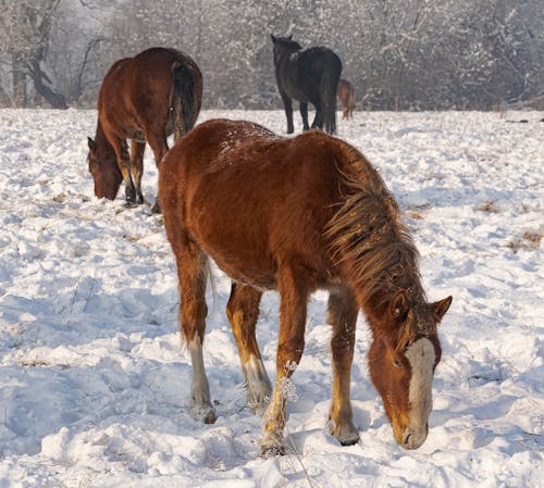 Gratis stockfoto met beesten, met sneeuw bedekt, paarden Stockfoto