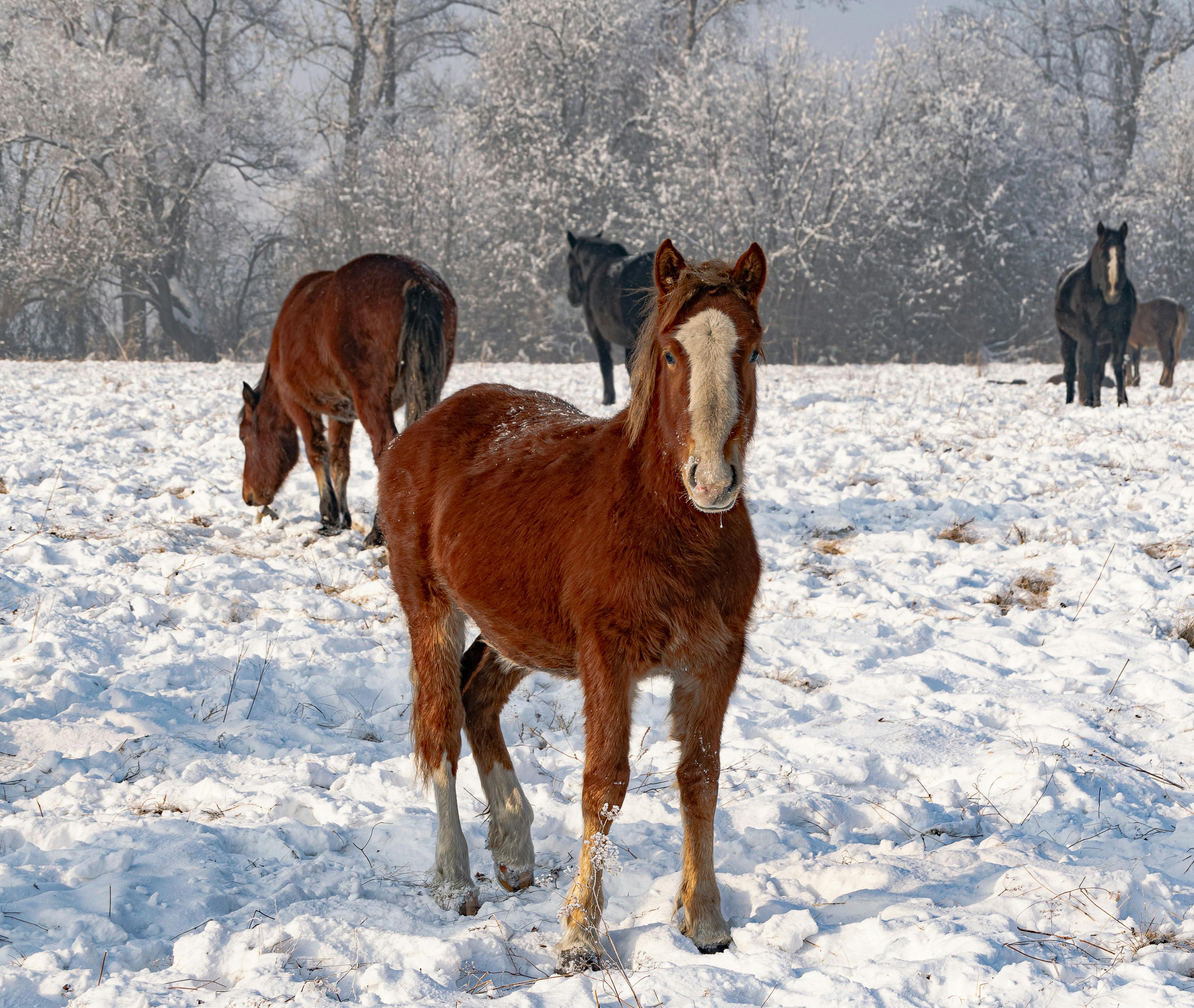 winter hoof care tips for horses