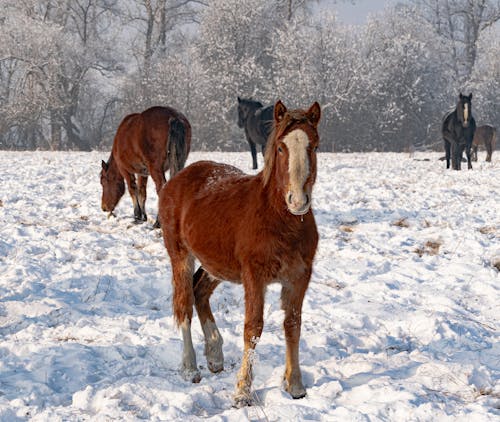 Gratis stockfoto met beesten, met sneeuw bedekt, paarden Stockfoto
