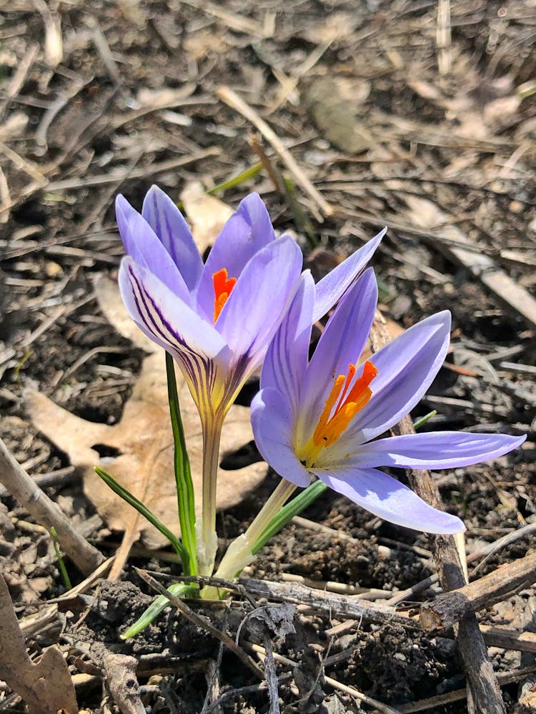 Scotch Crocus Flower In Bloom