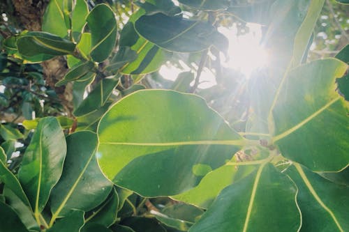 Sun Rays on Green Leaves