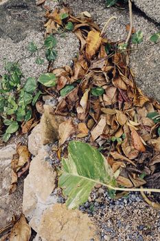 Fallen Leaves on the Ground