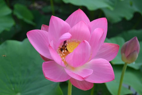 Imagine de stoc gratuită din a închide, creștere, floare roz