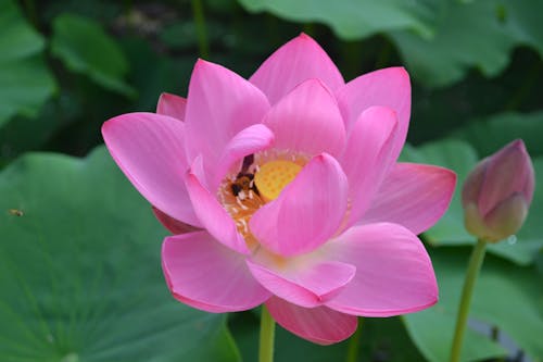 Бесплатное стоковое фото с nelumbo nucifera, водяная лилия, крупный план