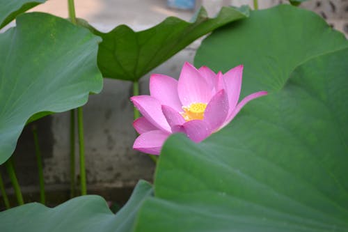 Close-Up Shot of a Blooming Nelumbo Nucifera and Green Leaves
