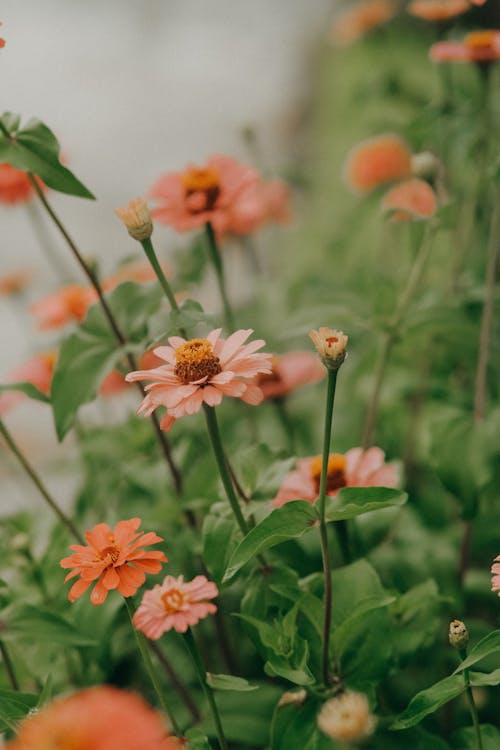 Blooming Orange Flowers in Tilt Shift Lens