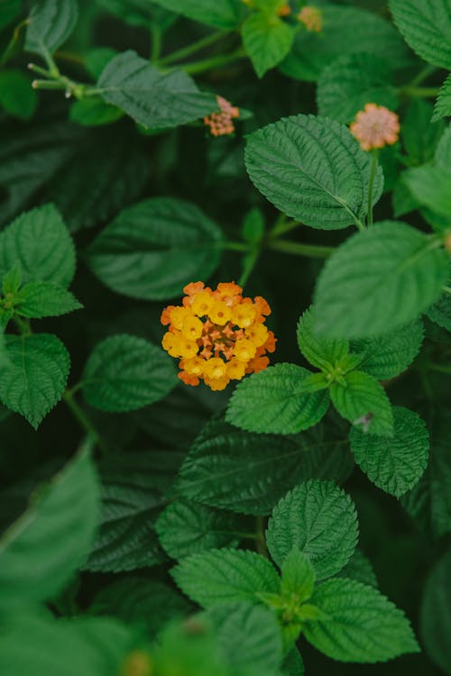 Foto profissional grátis de fechar-se, flor alaranjada, folhas verdes