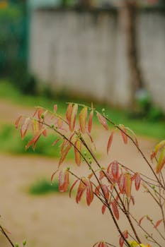 Captivating vertical shot of Cratoxylum cochinchinense plant showcasing vibrant leaves on a rainy day.