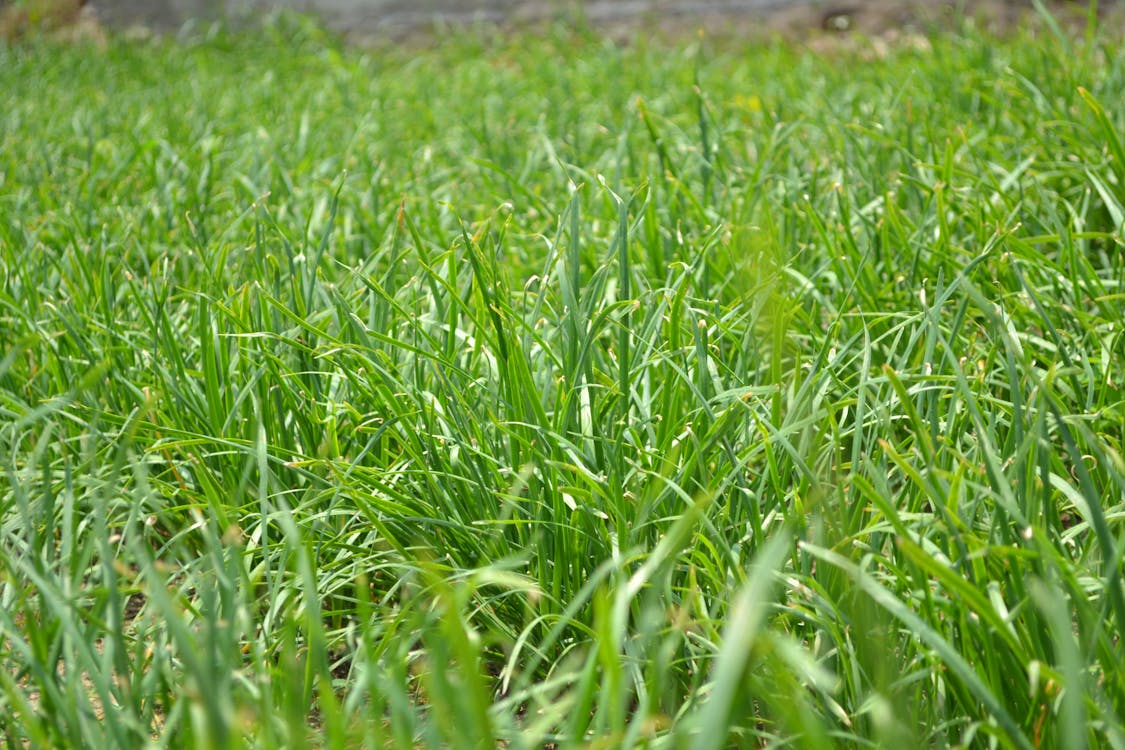 Close Up Photo of Green Grass on Field