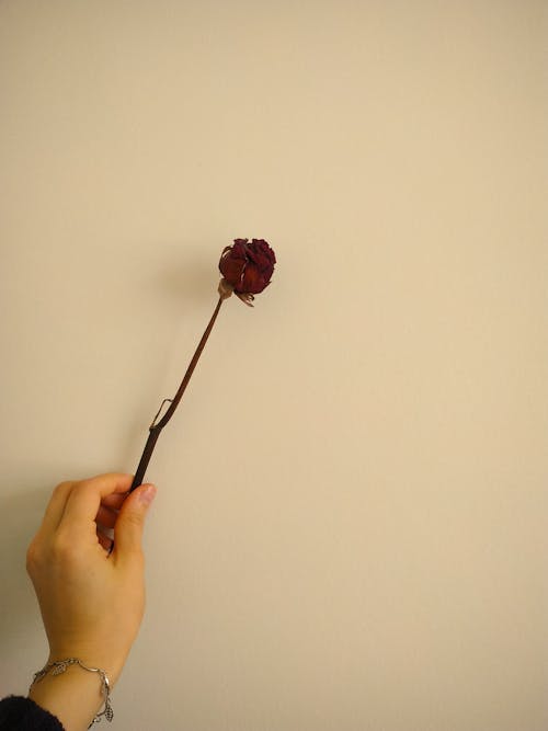 Free Person Holding Red Dry Flower Stock Photo