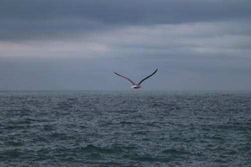 Bird Flying Over the Sea
