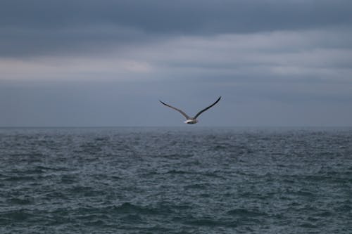 akşam karanlığı, dalgalar, deniz içeren Ücretsiz stok fotoğraf