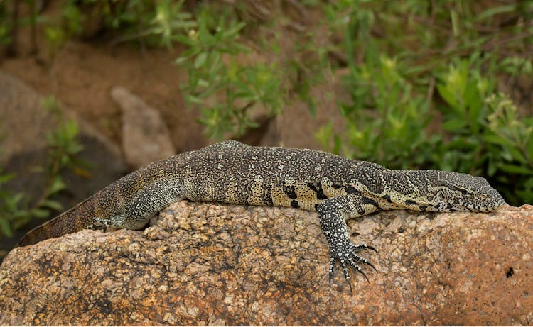 Close-Up Shot Of Nile Monitor On Brown Rock