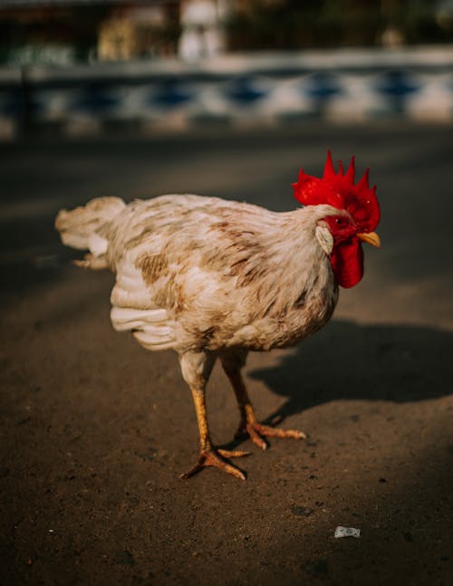 Free White and Red Rooster on Brown Soil Stock Photo