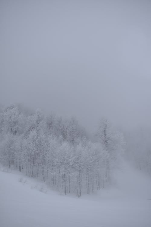 Foggy Winter Landscape with Snow Covered Forest on a Hill Slope