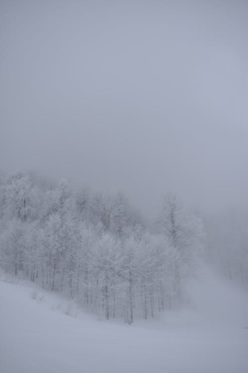 Foggy Winter Landscape with Snow Covered Forest on a Hill Slope