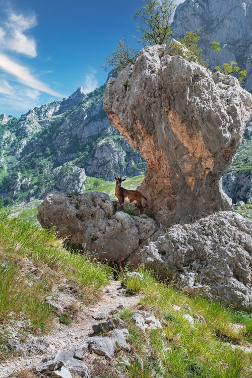 Free An Alpine Goat Under a Rock Formation Stock Photo