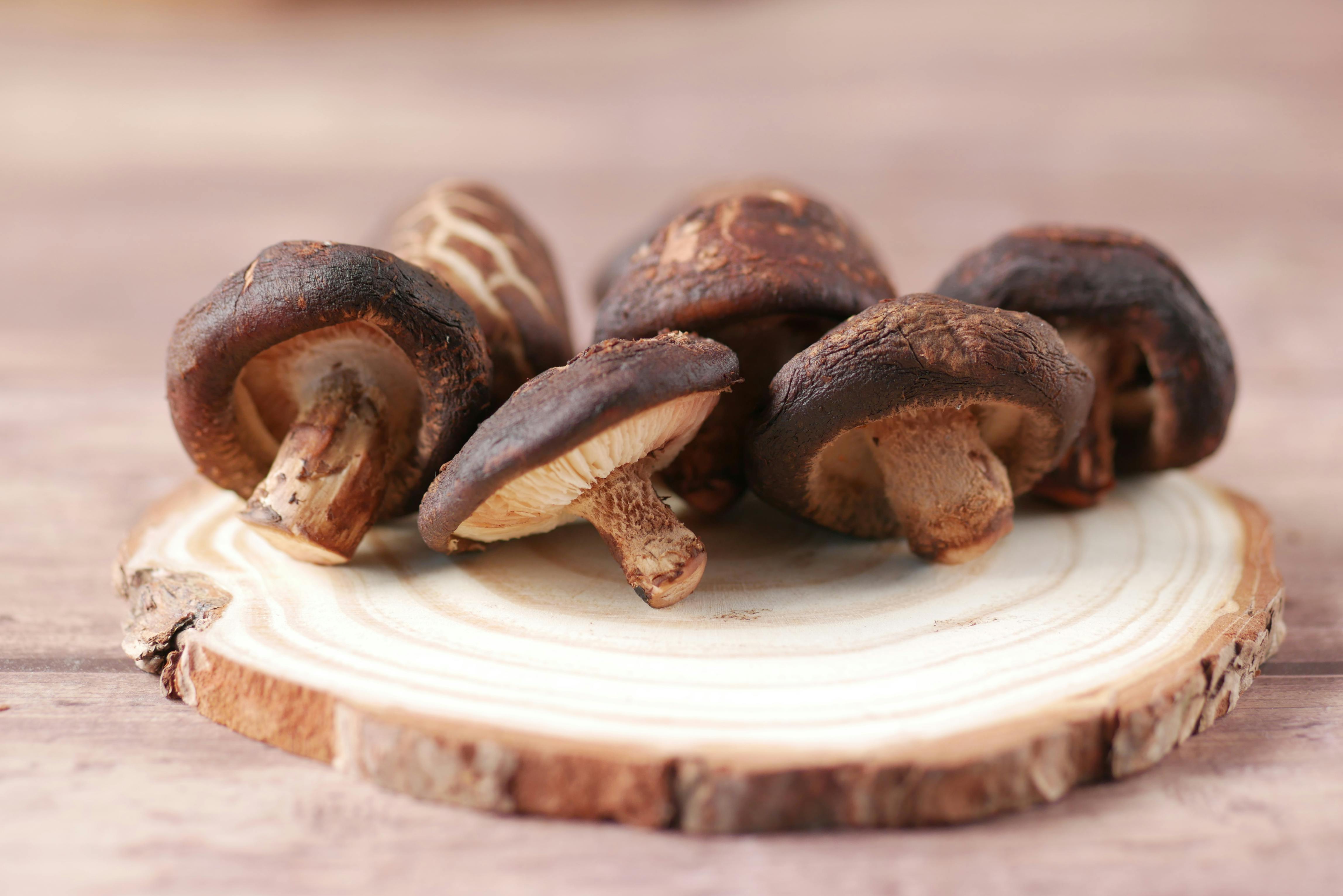 Cultivo de Shiitake: Sustratos, Incubación y Fructificación Sostenible