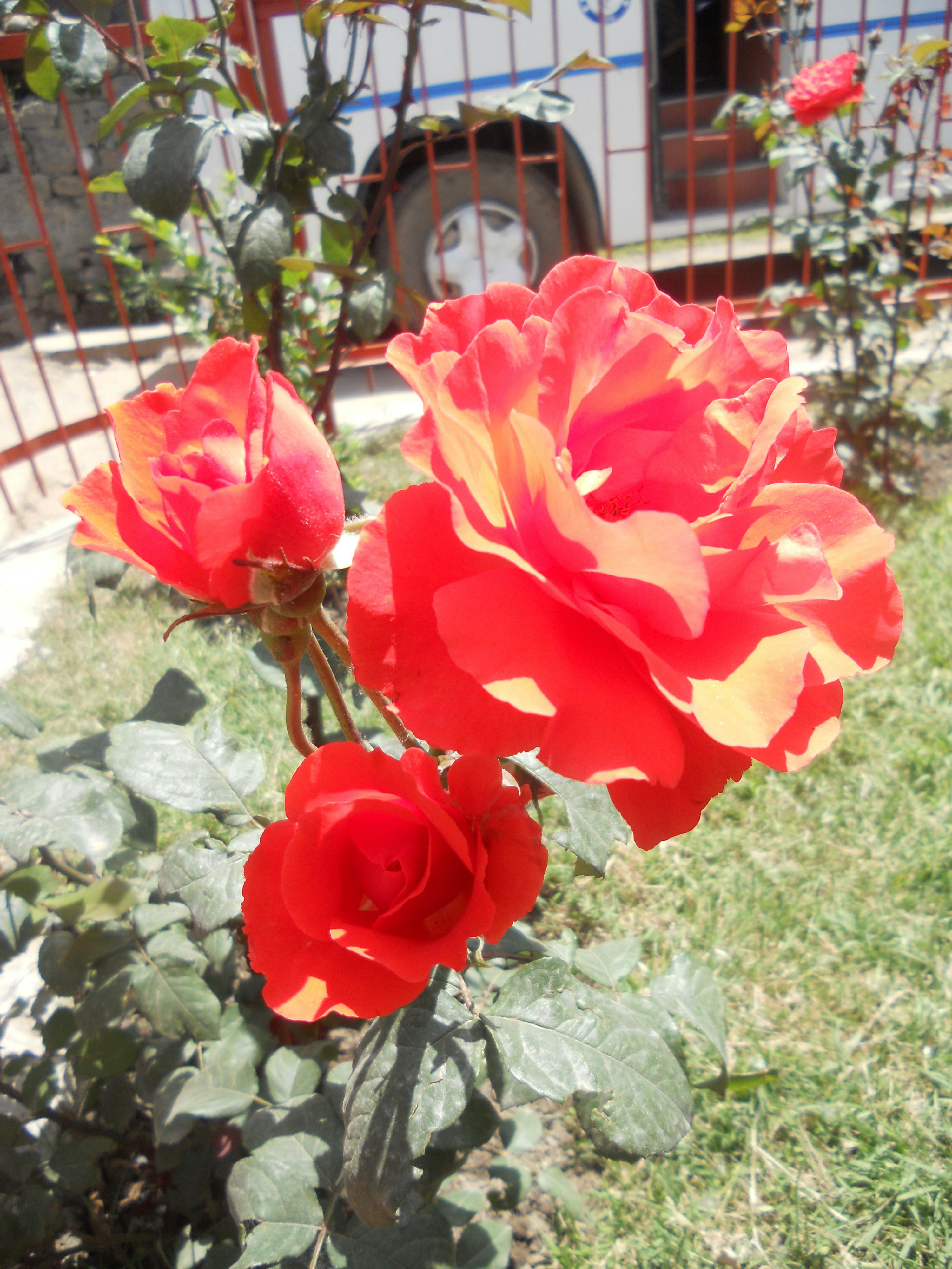  Paling  Bagus 20 Foto Bunga  Mawar  Merah  Yang  Indah 
