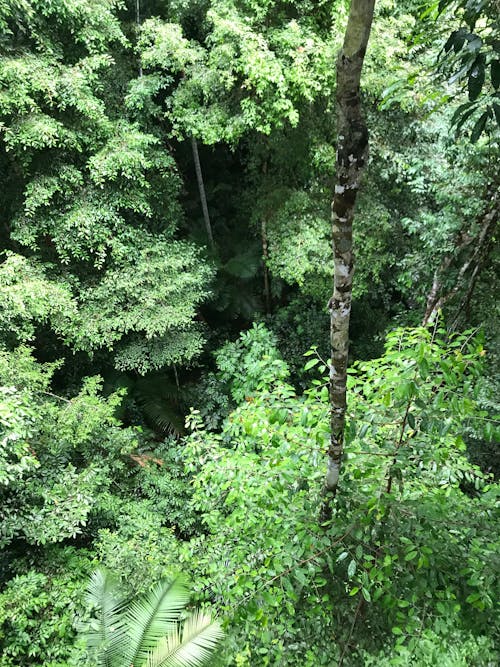 ジャングル, 緑の無料の写真素材