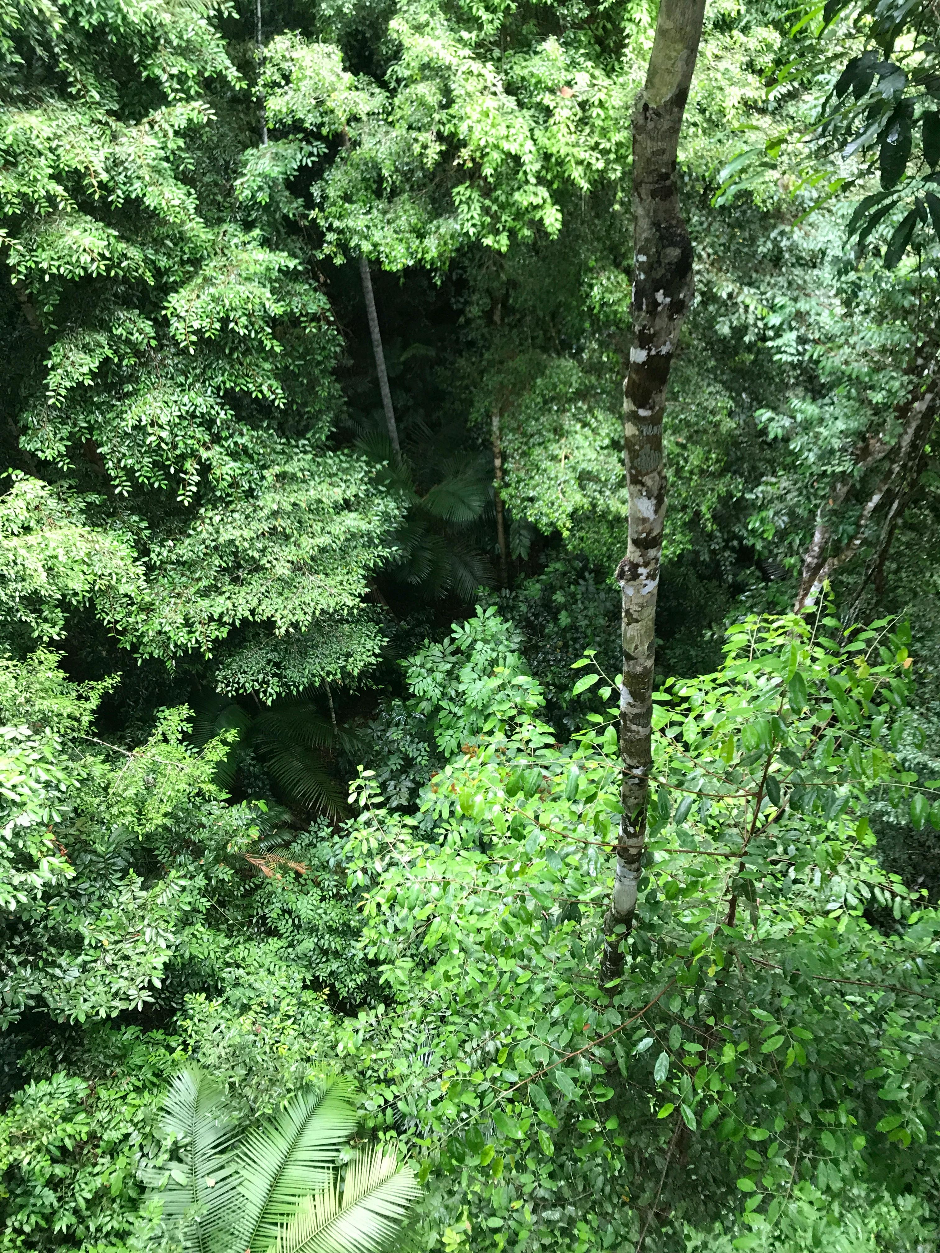 300 Gambar Hutan Rimba  Terbaru Infobaru