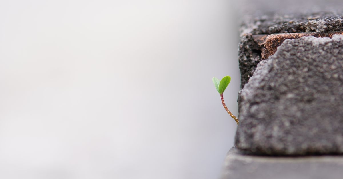 A cracked clay pot with a small green sprout growing out of the side, symbolizing growth through brokenness