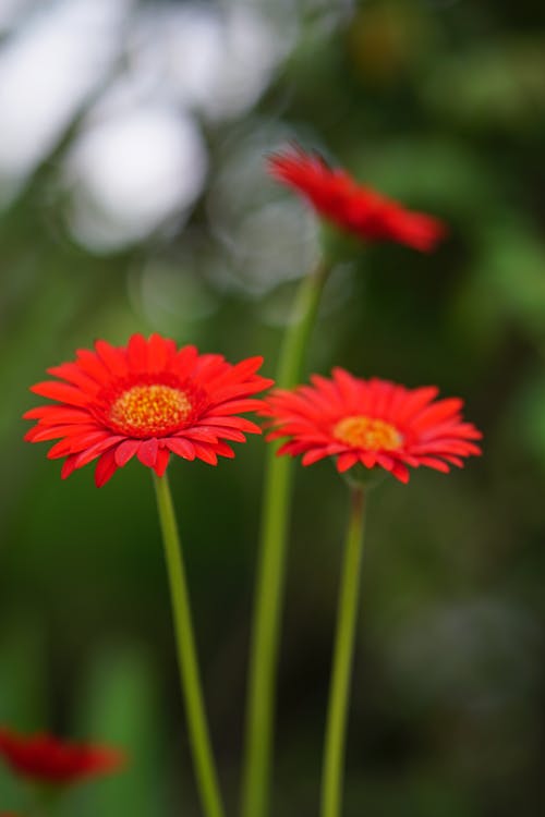 Stems of Red Flowers in Close-up Photography