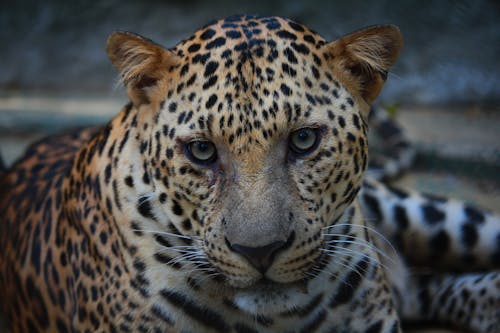 A Leopard in Close Up Photography