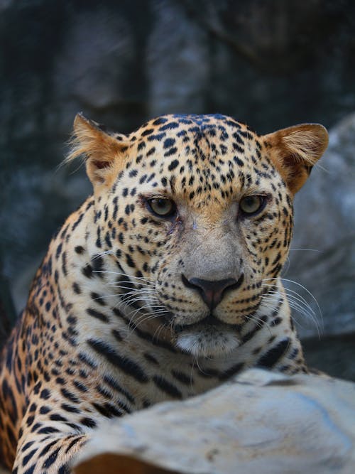 A Leopard in Close-up Photography