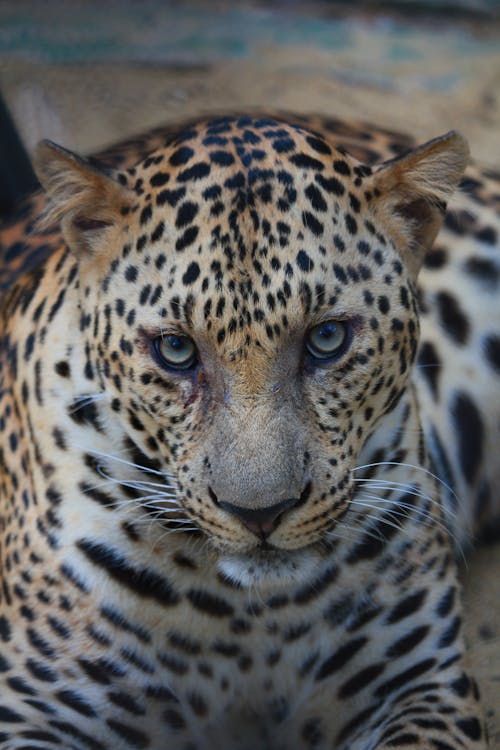 A Leopard Lying on the Ground while Looking at the Camera