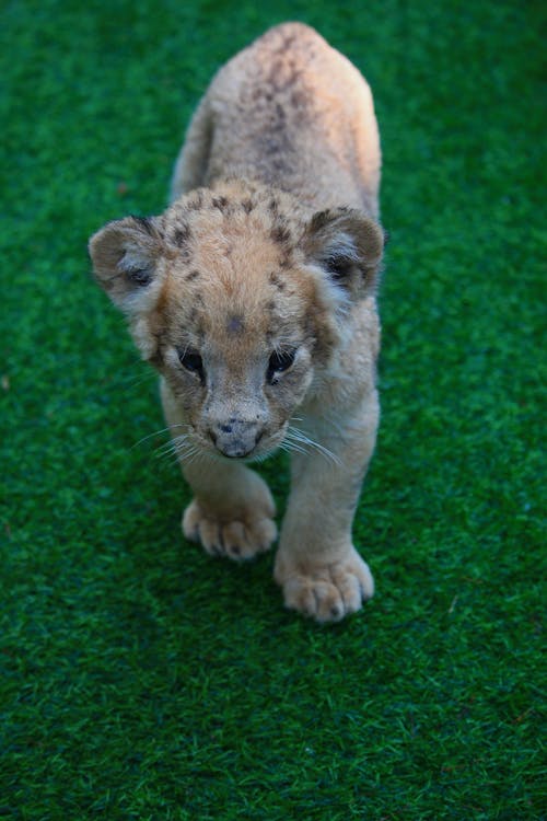 Close up of Lion Cub