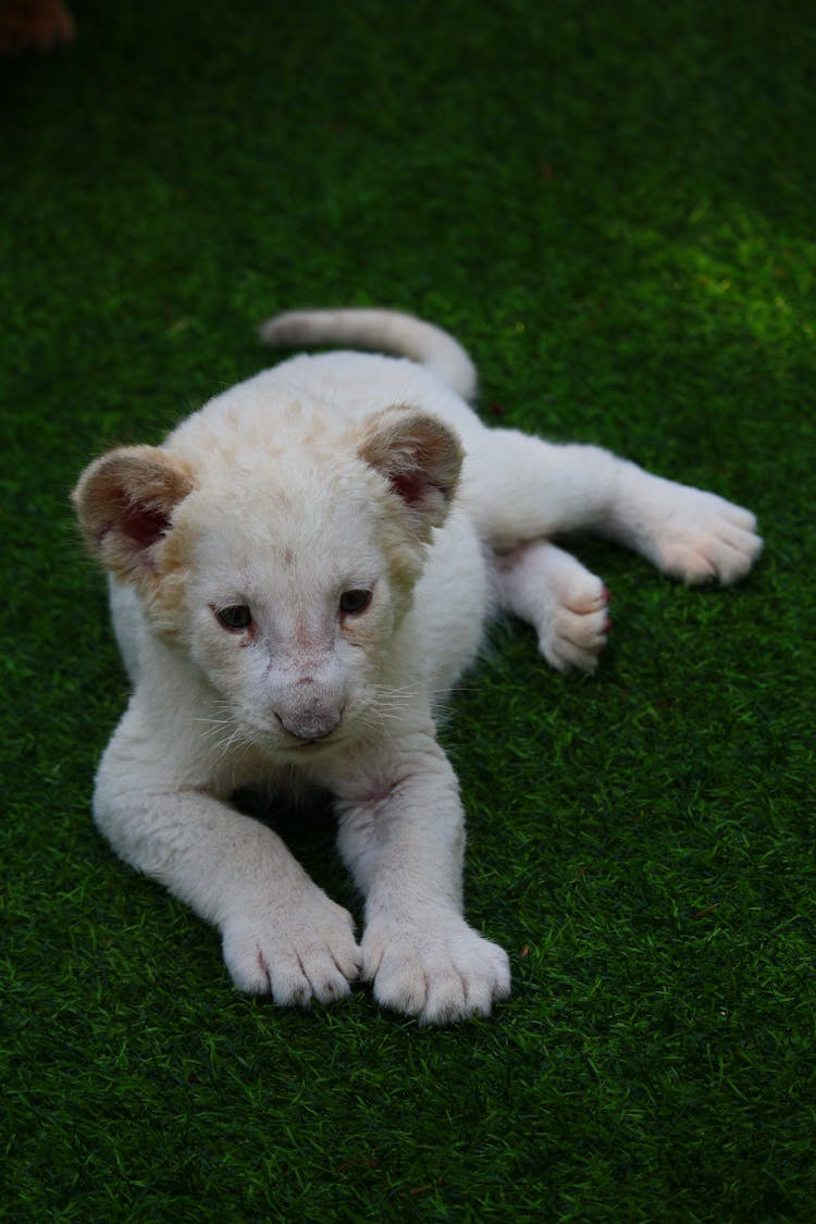 A White Baby Lion Lying Down On A Grass