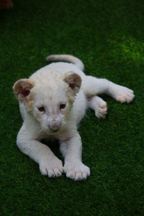 Free A cute white lion cub lying on grass, showcasing its playful and innocent nature. Stock Photo