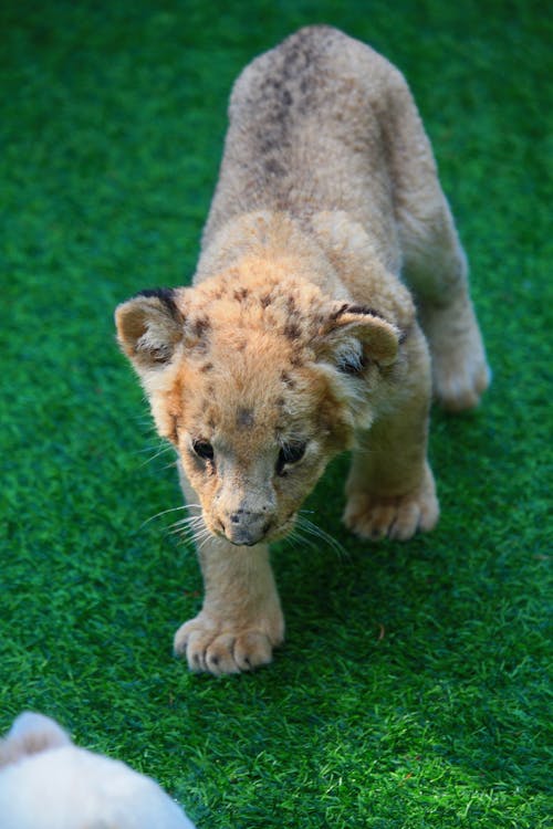A Cub Walking on a Grass Field