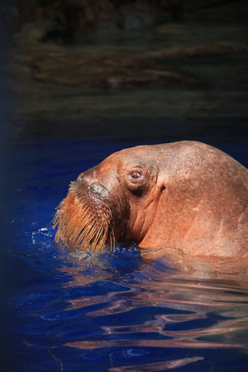 Close up of Walrus