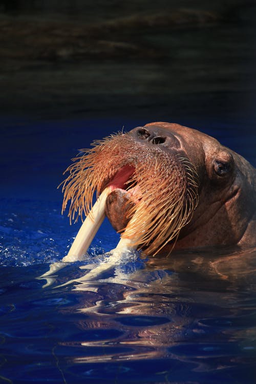 A Pacific Walrus Head Above Water