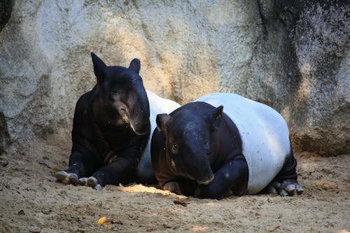 Two Tapirs Laying on the Ground