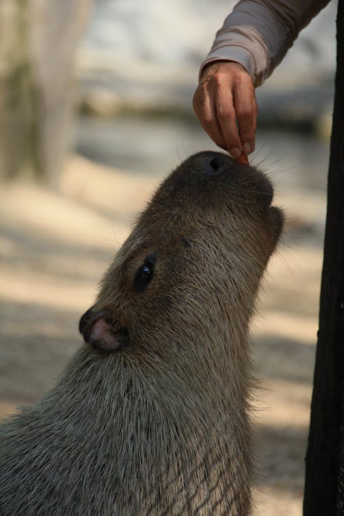 A Person with a Capybara