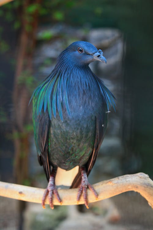 A Nicobar Pigeon