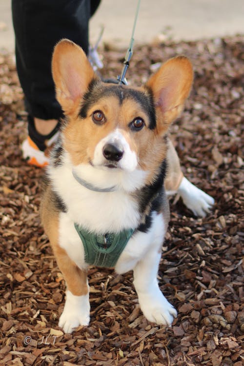 Dog on Leash 