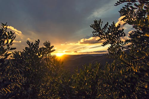 Základová fotografie zdarma na téma denní světlo, lehký, podsvícení