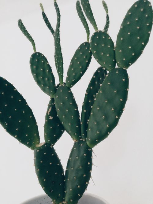 Free Detailed view of a prickly pear cactus showcasing its unique structure and spines. Stock Photo