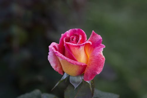 Základová fotografie zdarma na téma botanický, detail, jemný