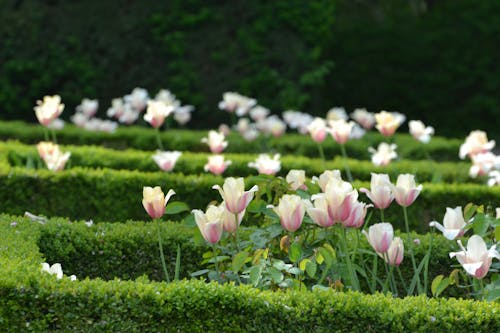 Kostnadsfri bild av anläggning, blommor, färsk