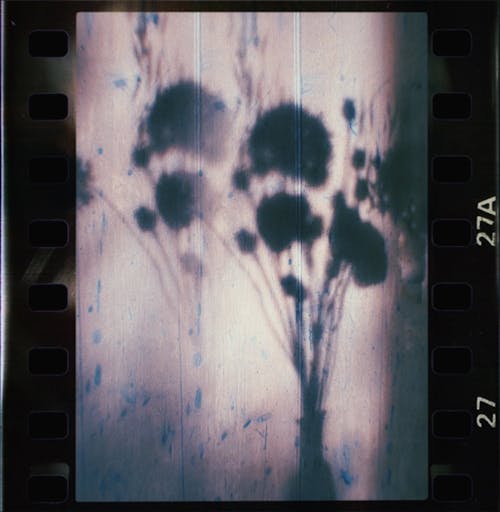 Free Film Strip with Shadow of Bouquet Stock Photo