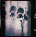 Film Strip with Shadow of Bouquet