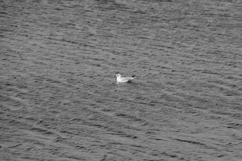 A Seagull in the Water