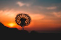 鲜艳的日落天空映衬着剪影，非常适合自然和宁静的主题