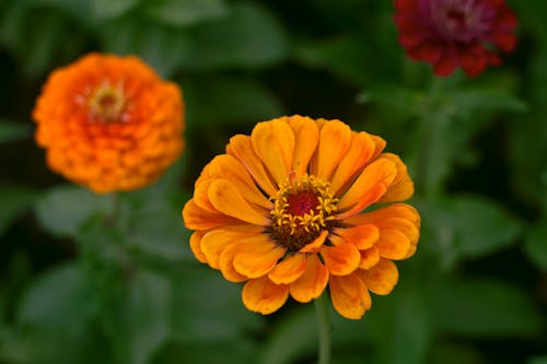 Orange Flower